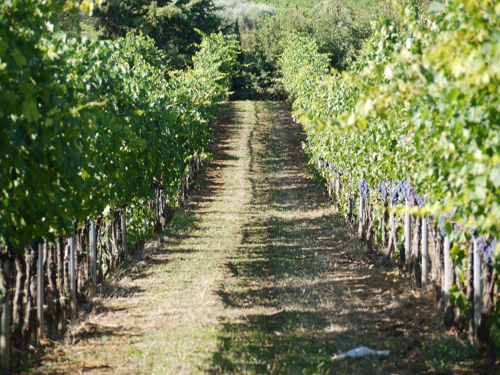 Azienda Agricola Polveraia Сан-Джиміньяно Екстер'єр фото